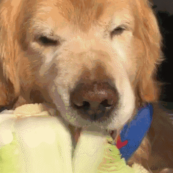 狗狗得了肠胃炎通常会有什么症状?该如何治疗?(图4)