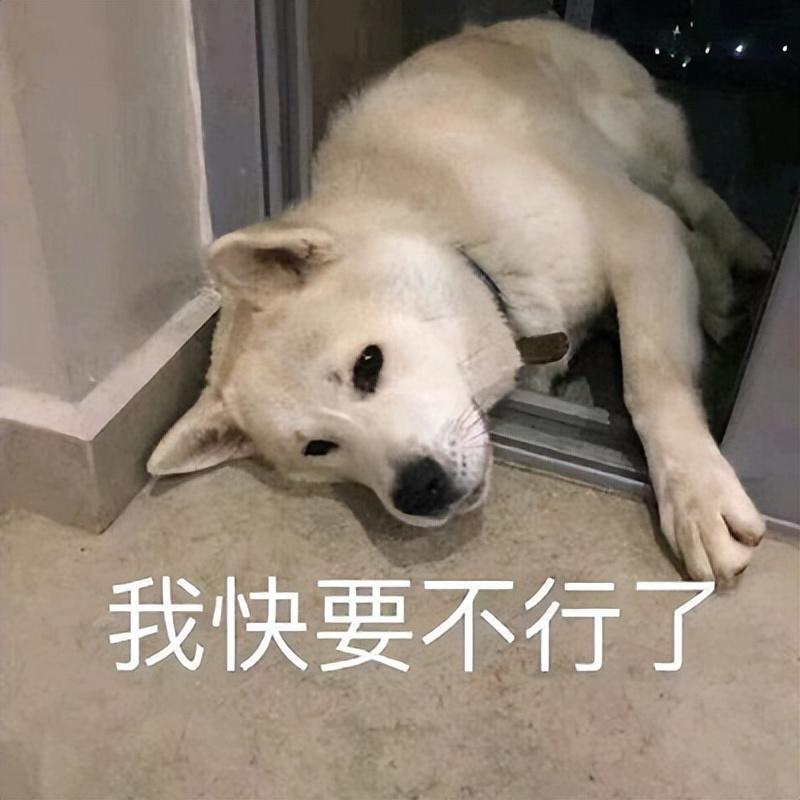 狗狗得了肠胃炎通常会有什么症状?该如何治疗?(图3)