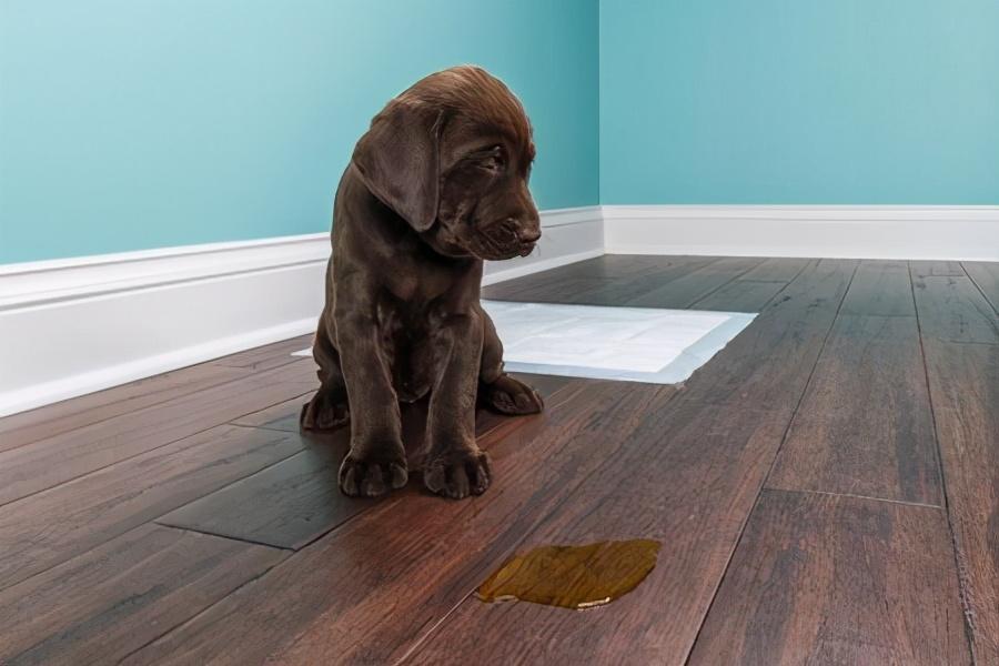 怎样训练狗狗去厕所大小便?6个训练方法,新手主人赶紧学起来(图3)