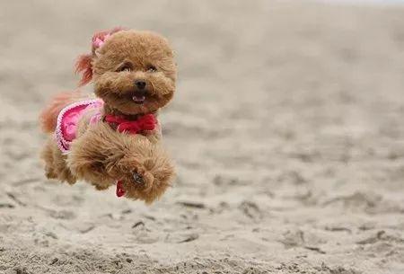 怎样教狗狗做跳腿训练?狗狗的弹跳训练教程(图1)