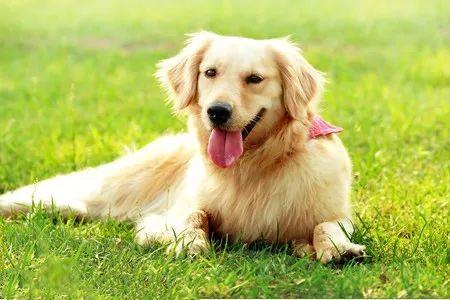 怎样教狗狗做跳腿训练?狗狗的弹跳训练教程(图3)