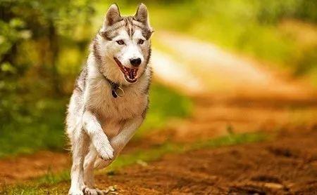 怎样教狗狗做跳腿训练?狗狗的弹跳训练教程(图4)