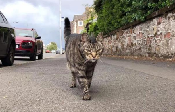 狸花猫离家出走,竟成“旅游达人”,主人:养猫还是得关窗!(图2)