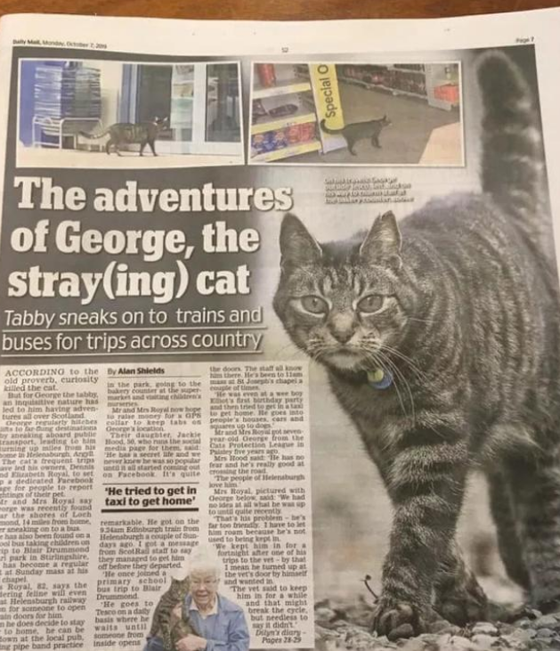 狸花猫离家出走,竟成“旅游达人”,主人:养猫还是得关窗!(图3)