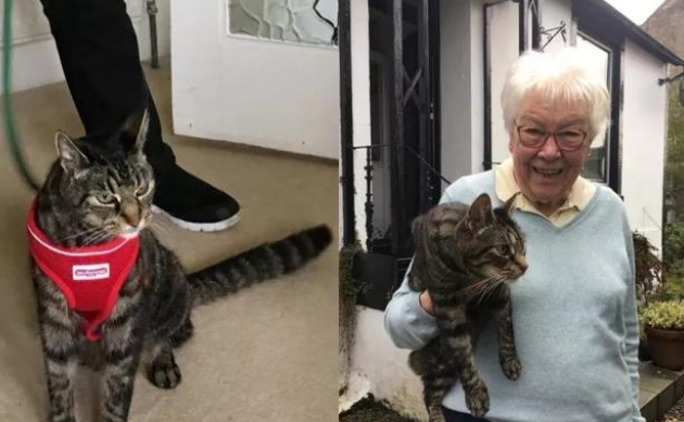 狸花猫离家出走,竟成“旅游达人”,主人:养猫还是得关窗!(图4)