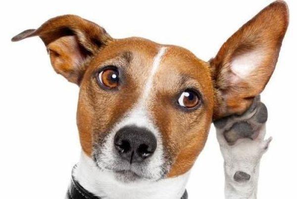 狗狗为什么听不懂你的话?有可能是你的方式有问题(图3)