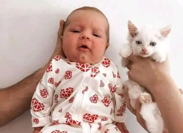 怀孕猫妈路边流浪,临近分娩却无家可归(图1)