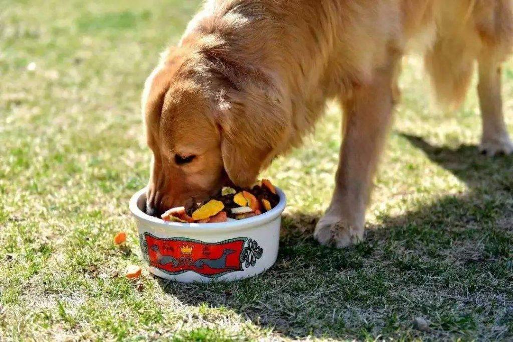 如何分辨变质狗粮?狗粮变质对狗狗的危害(图1)