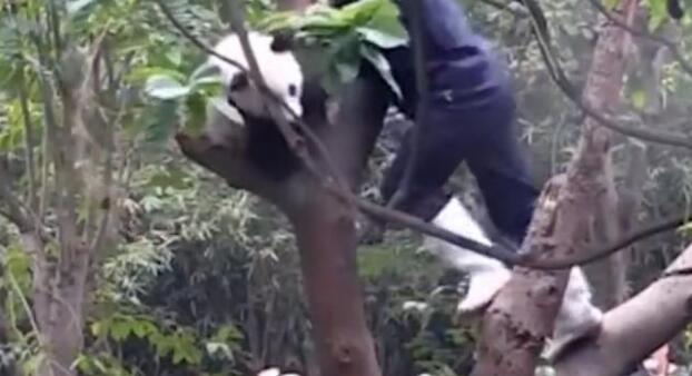 熊猫宝宝闹脾气赖在树上,却被同伴“出卖”,网友:表面兄弟!(图2)