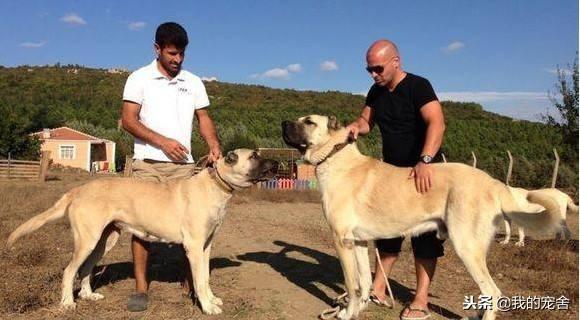 身高体型比例最大的犬类——坎高犬,它们的智商会是怎样的呢?(图1)