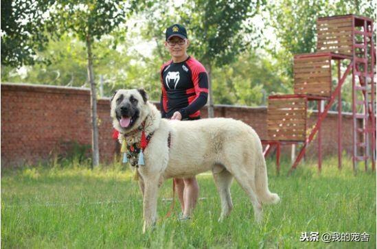 身高体型比例最大的犬类——坎高犬,它们的智商会是怎样的呢?(图4)