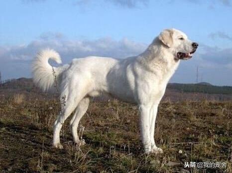 身高体型比例最大的犬类——坎高犬,它们的智商会是怎样的呢?(图3)