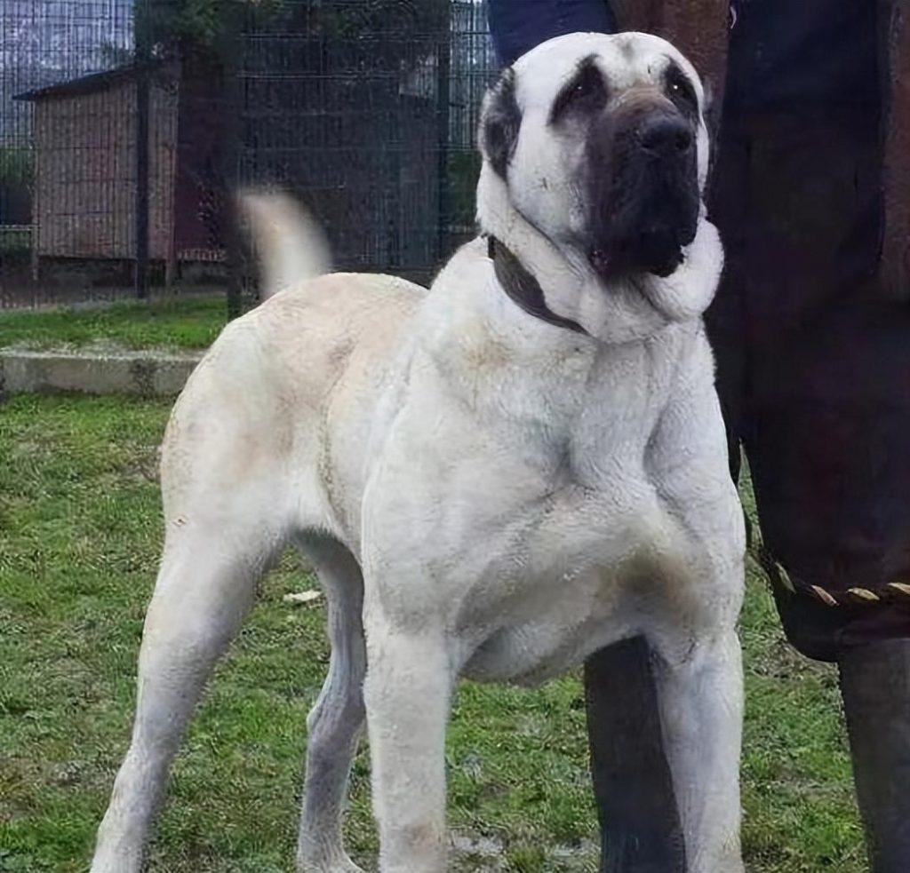 土耳其国宝级猛犬,土耳其坎高犬,被誉为国家的“外交英雄”?(图1)