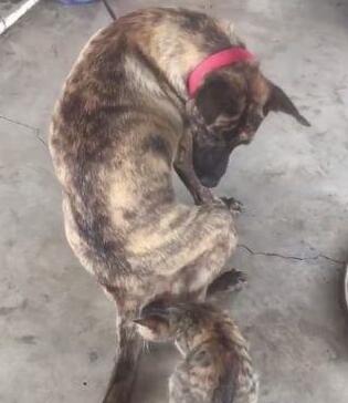 小黑猫把大黑狗当成了妈妈,竟然想要喝奶,女主人看到后羞红了脸(图3)