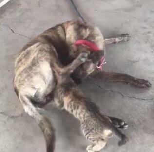 小黑猫把大黑狗当成了妈妈,竟然想要喝奶,女主人看到后羞红了脸(图1)