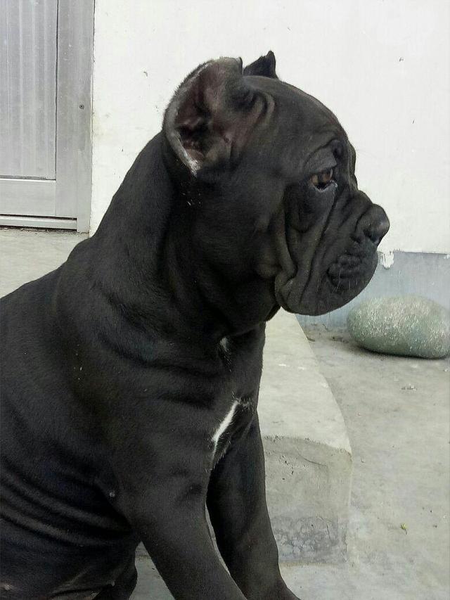 卡斯罗犬怎么样?卡斯罗犬有什么特点?(图1)