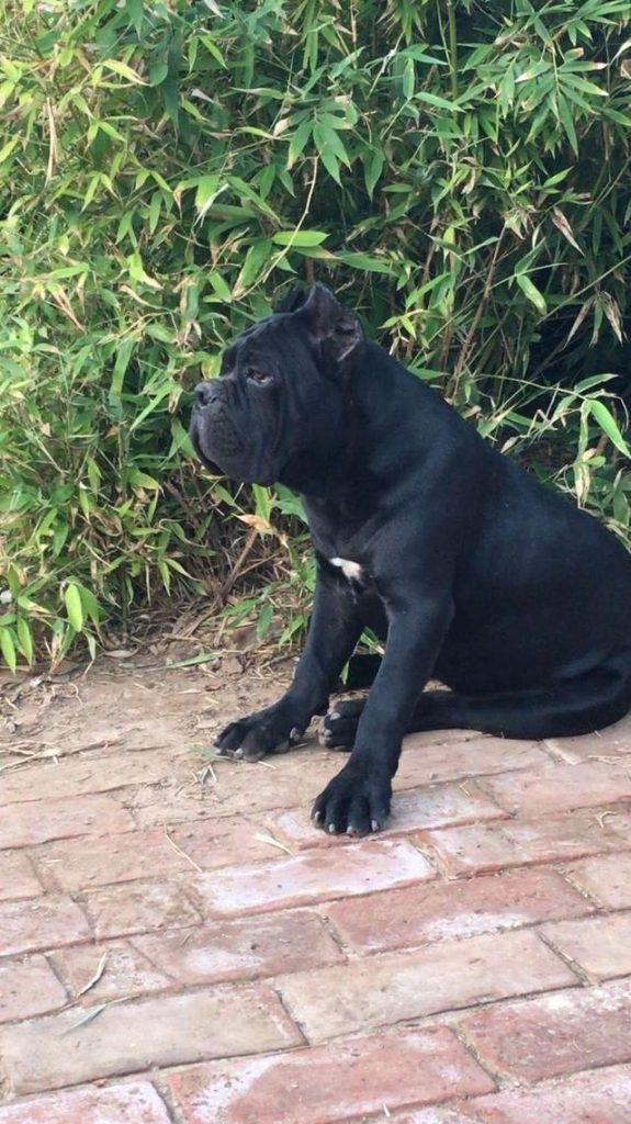 卡斯罗犬怎么样?卡斯罗犬有什么特点?(图2)