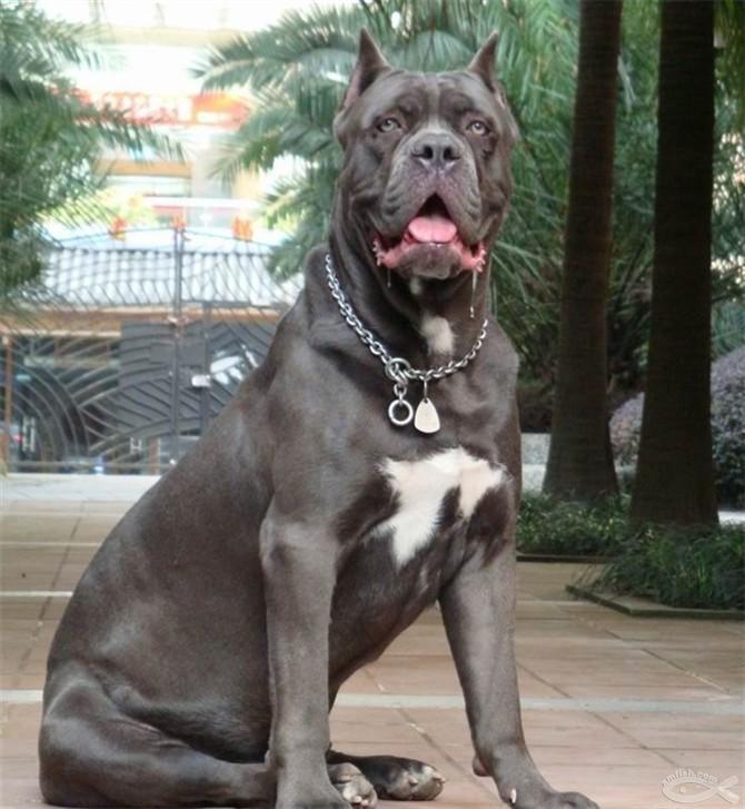 卡斯罗犬怎么样?卡斯罗犬有什么特点?(图3)