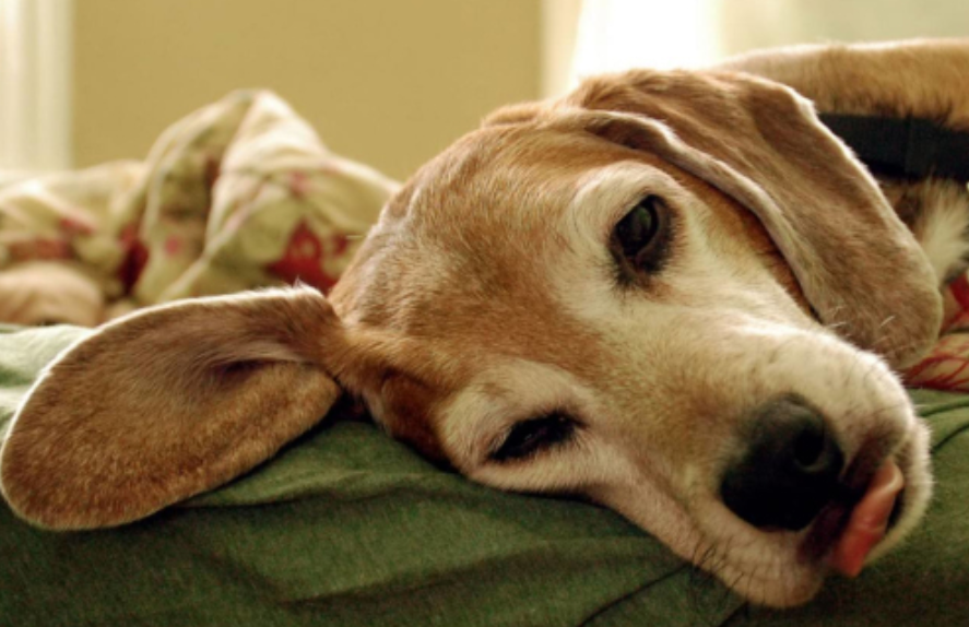 狗狗总是在凌晨呕吐怎么办?狗狗总是半夜呕吐是怎么回事?(图1)