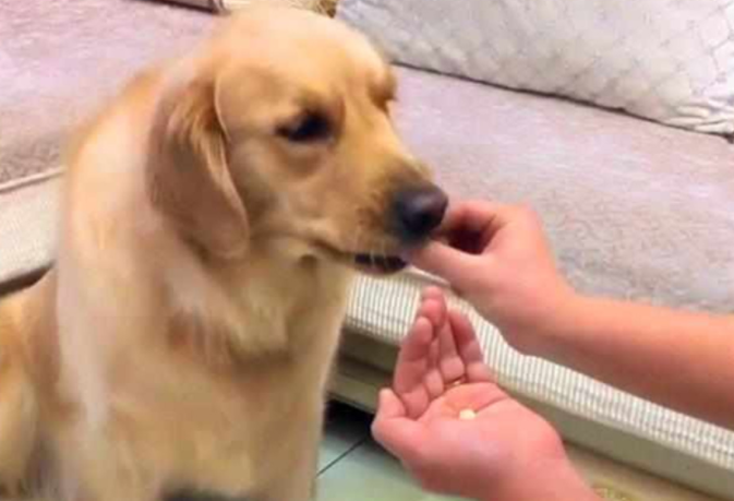 狗狗总是在凌晨呕吐怎么办?狗狗总是半夜呕吐是怎么回事?(图2)