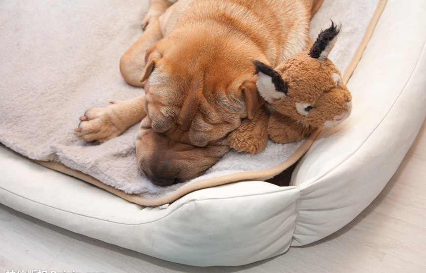 狗狗总是在凌晨呕吐怎么办?狗狗总是半夜呕吐是怎么回事?(图4)