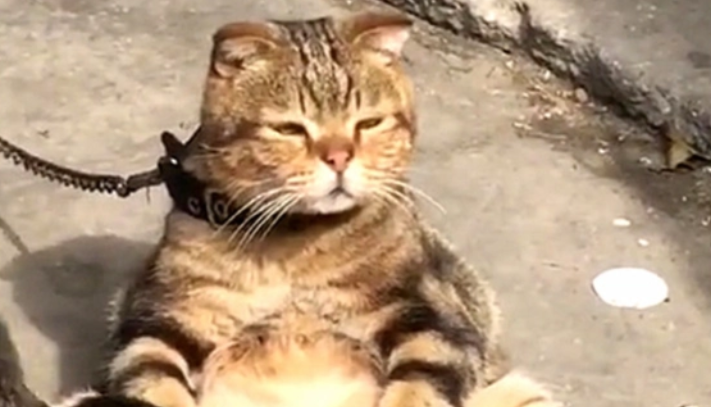 猫咪寄养在乡下父母家,再见它时,心疼哭了(图1)