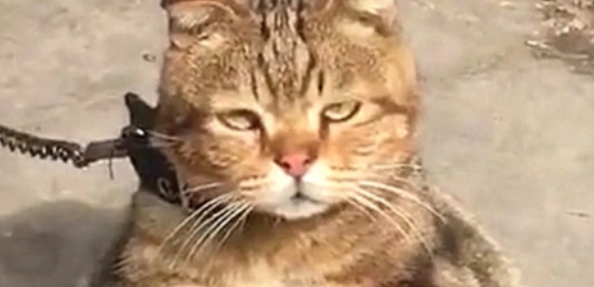 猫咪寄养在乡下父母家,再见它时,心疼哭了(图3)