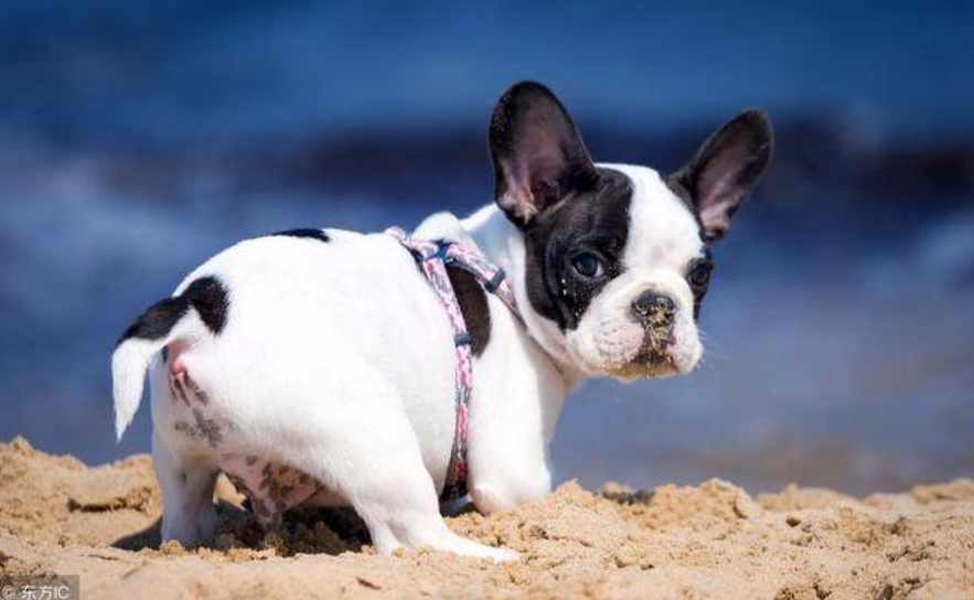 狗狗拉稀便血是怎么回事?狗狗出现拉稀便血的原因与处理方法(图1)