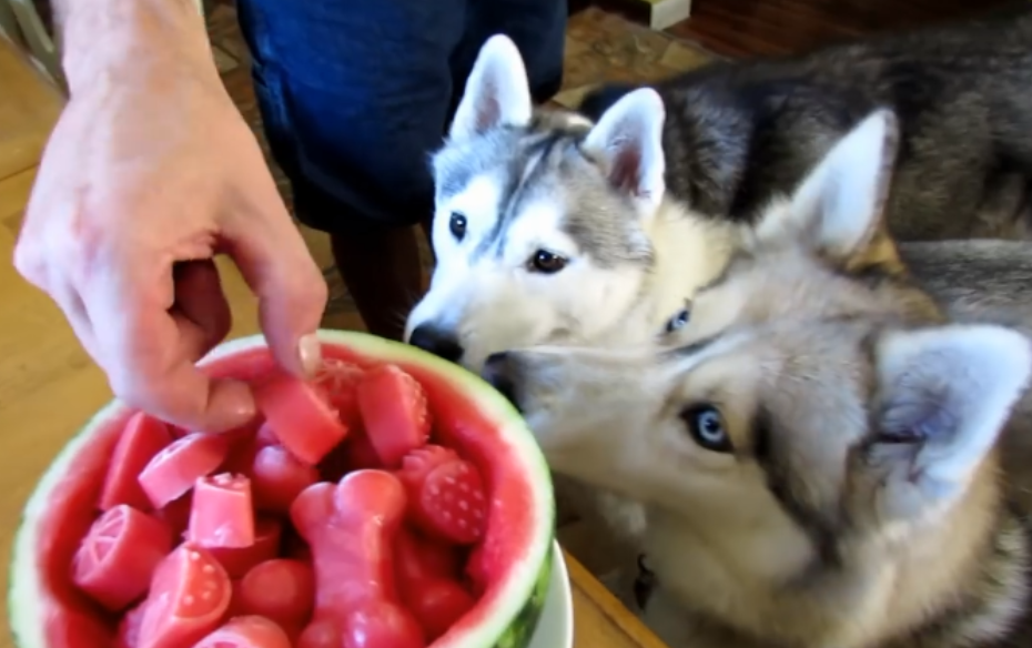 狗狗拉稀便血是怎么回事?狗狗出现拉稀便血的原因与处理方法(图2)