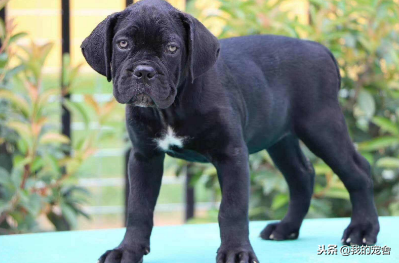 卡斯罗犬一个凶残而又彪悍的狗狗!卡斯罗犬该怎么训练呢?(图1)