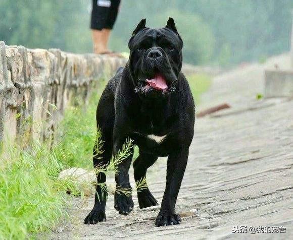 卡斯罗犬一个凶残而又彪悍的狗狗!卡斯罗犬该怎么训练呢?(图2)