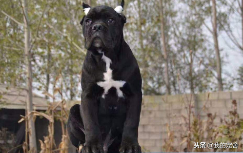 卡斯罗犬一个凶残而又彪悍的狗狗!卡斯罗犬该怎么训练呢?(图3)