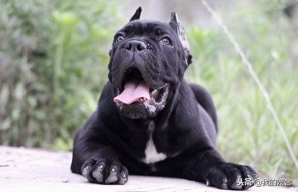 卡斯罗犬一个凶残而又彪悍的狗狗!卡斯罗犬该怎么训练呢?(图4)