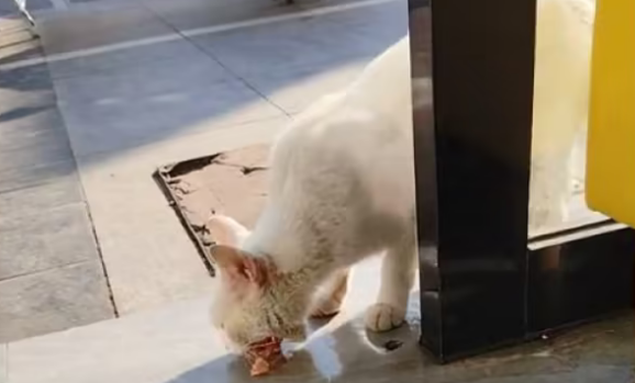 流浪猫被投喂半年后,给女子叼来了虾头(图2)