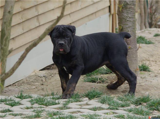 怎样看卡斯罗犬品相?卡斯罗犬该如何挑选?(图3)