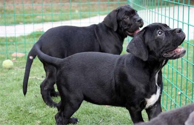 怎样看卡斯罗犬品相?卡斯罗犬该如何挑选?(图2)