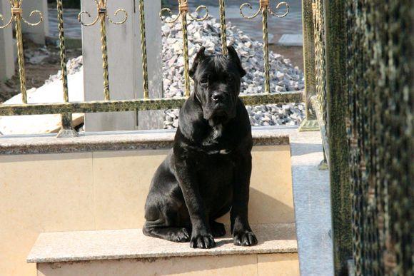 怎样看卡斯罗犬品相?卡斯罗犬该如何挑选?(图6)