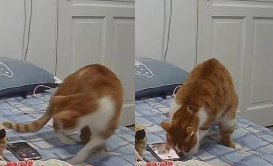 打电话给男友没人听,怀疑有小三!结果突然传出猫咪的喵喵叫(图1)