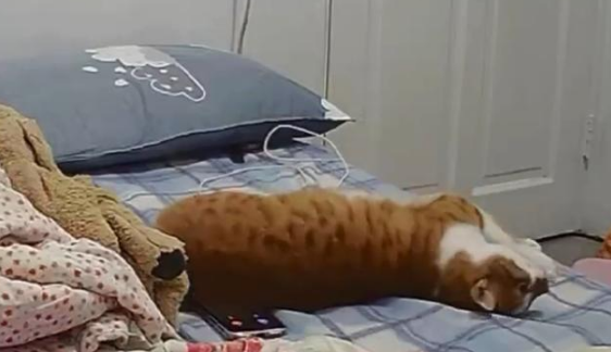 打电话给男友没人听,怀疑有小三!结果突然传出猫咪的喵喵叫(图4)