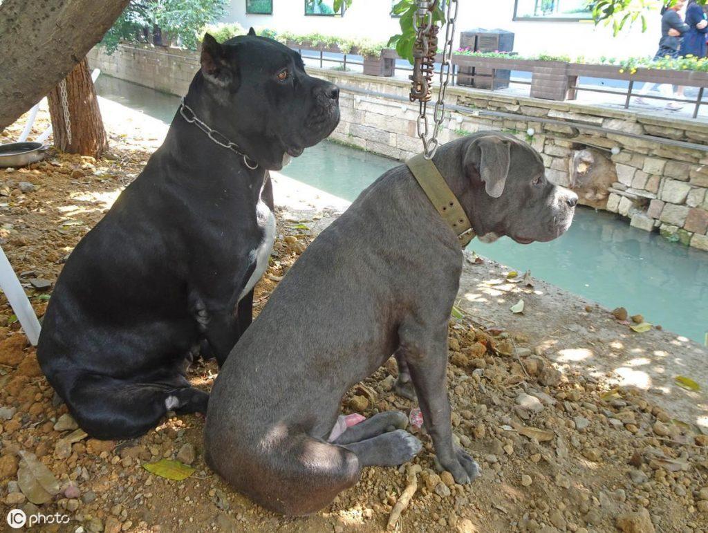 卡斯罗犬为什么要裁耳?卡斯罗犬裁耳要怎么裁?(图2)