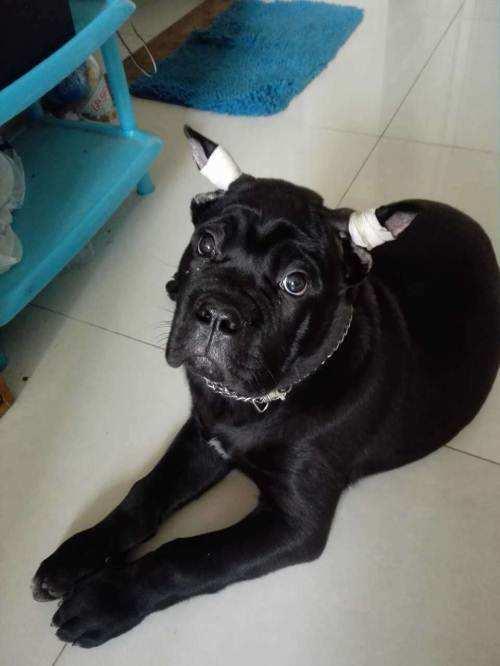 卡斯罗犬为什么要裁耳?卡斯罗犬裁耳要怎么裁?(图3)