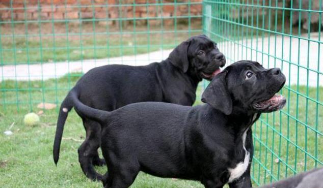 怎样训练卡斯罗犬?卡斯罗犬的训练指南(图1)