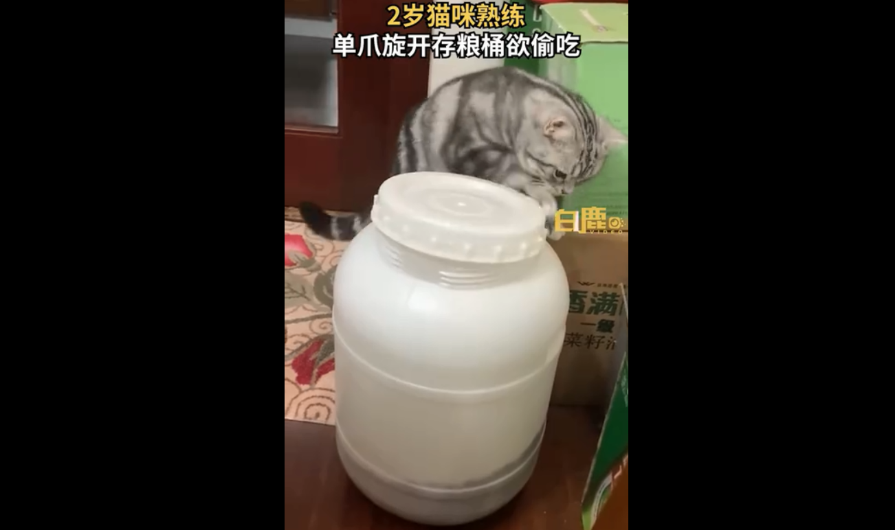 猫咪单爪旋开存粮桶欲偷吃被抓拍 网友:有真功夫(图1)