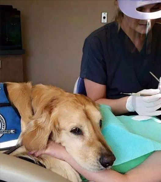 金毛犬吐黄水了怎么办?金毛犬吐黄水的6大原因(图1)