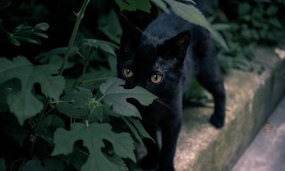 男子自从捡到一只猫后,奇怪的事情接连发生(图1)