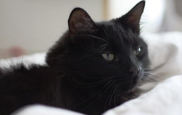 男子自从捡到一只猫后,奇怪的事情接连发生(图2)