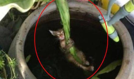猫咪大意掉水缸,下一秒主人双眼圆睁(图1)