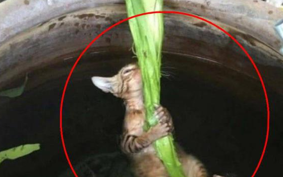 猫咪大意掉水缸,下一秒主人双眼圆睁(图2)