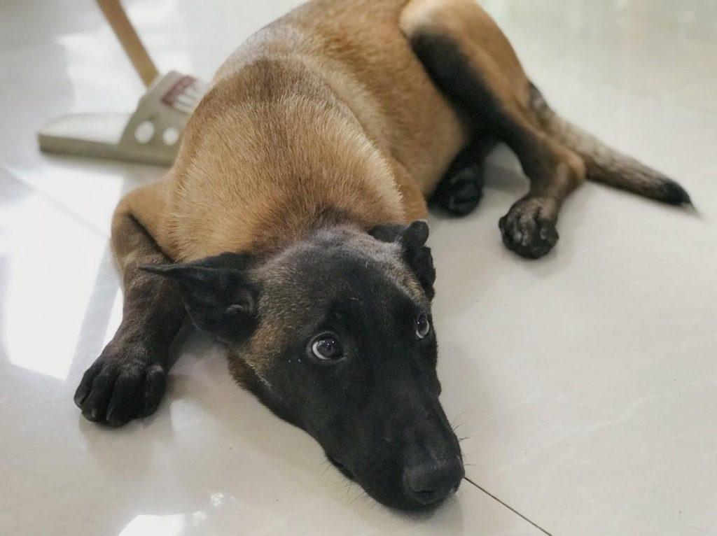 狗狗吃驱虫药中毒?为什么狗狗吃完驱虫药以后会出现吼叫和肚子疼?(图4)