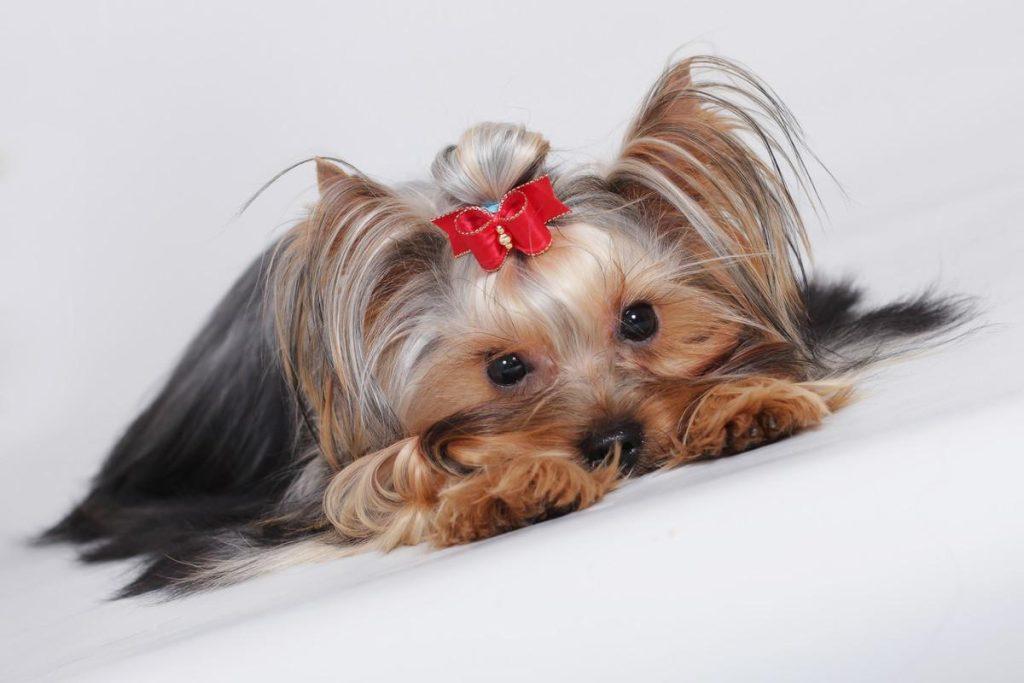 狗狗吃驱虫药中毒?为什么狗狗吃完驱虫药以后会出现吼叫和肚子疼?(图5)